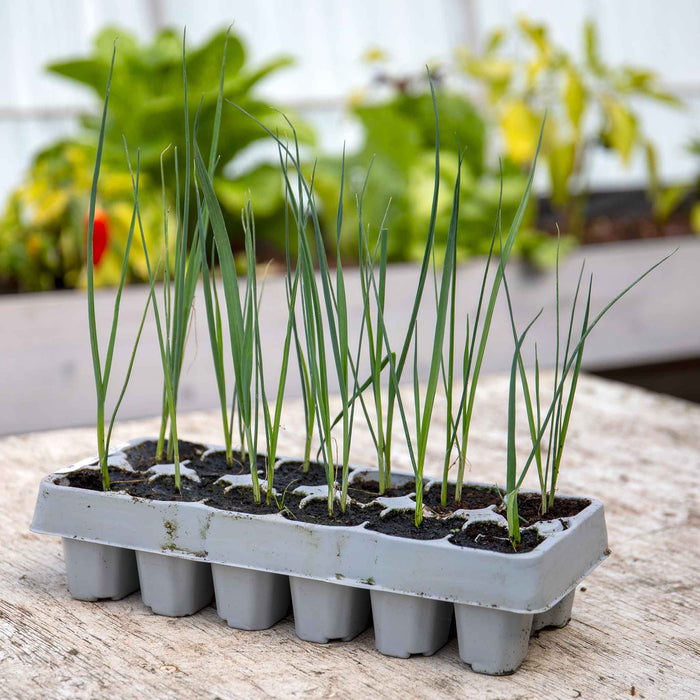 Tray of 12 garden ready leeks as sent out by Marshalls Garden. Strong, fresh & healthy looking plants.