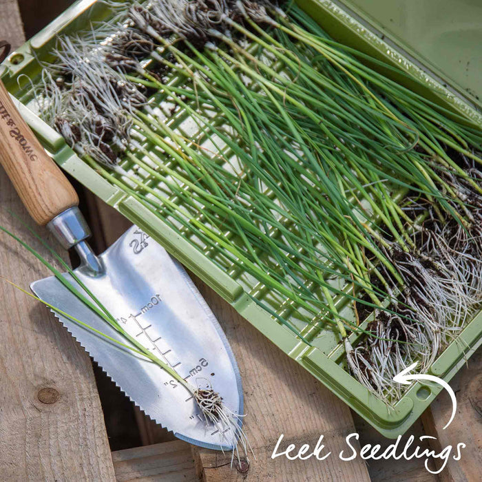 Leek 'Tornado'