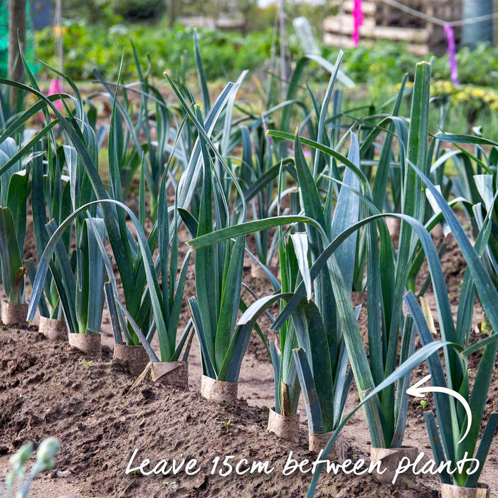 Row of leeks growing in an allotment showing strong signs of health with text advice on planting leeks - leave 15m between plants.