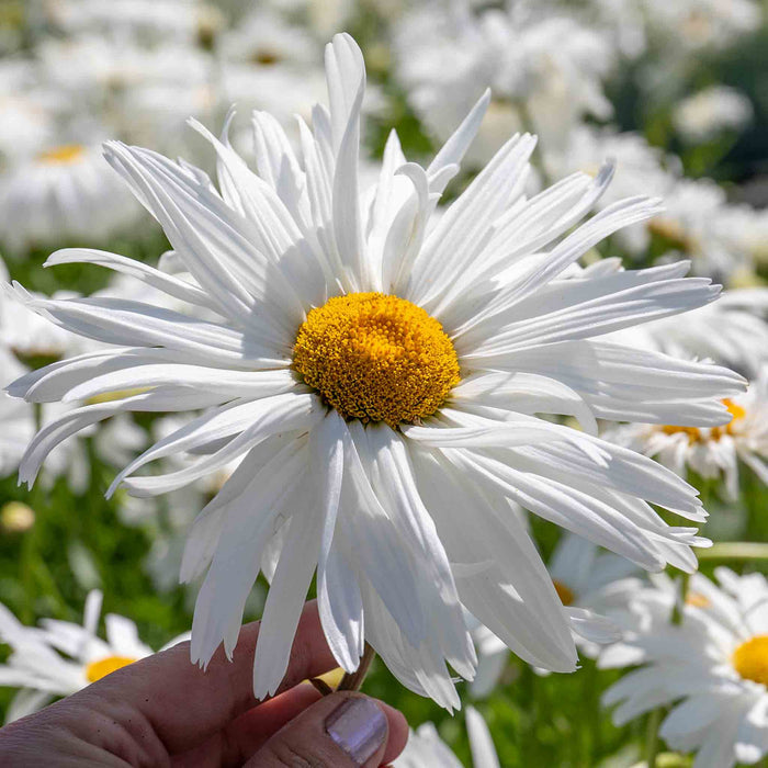 Leucanthemum 'Crazy Daisy'