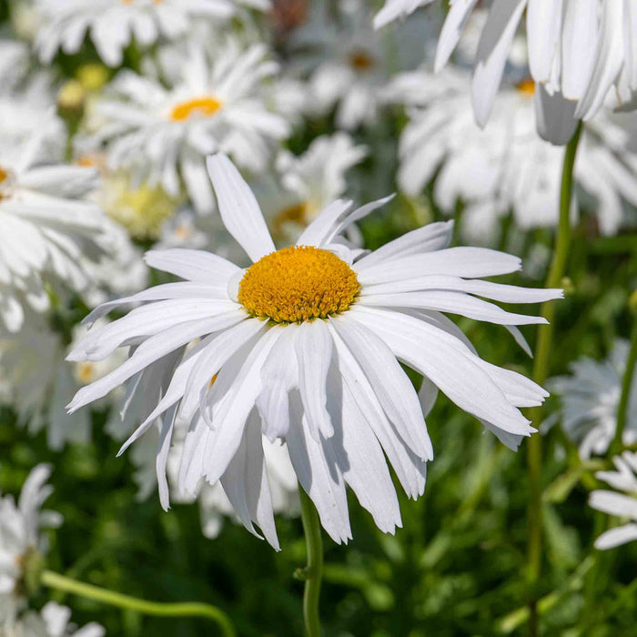 Leucanthemum 'Crazy Daisy'