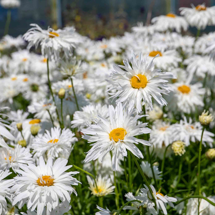 Leucanthemum 'Crazy Daisy'