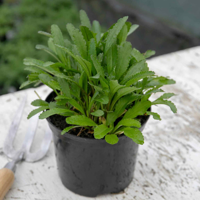 Leucanthemum 'Crazy Daisy'
