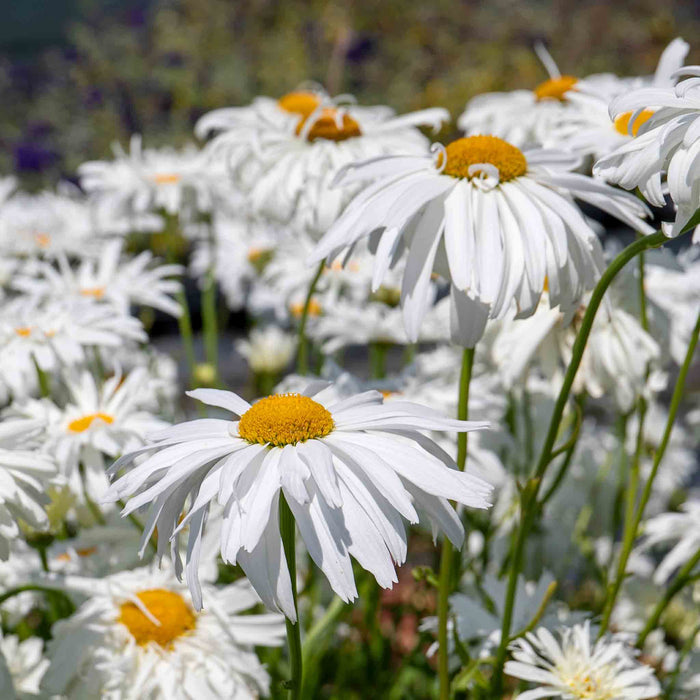 Leucanthemum 'Crazy Daisy'