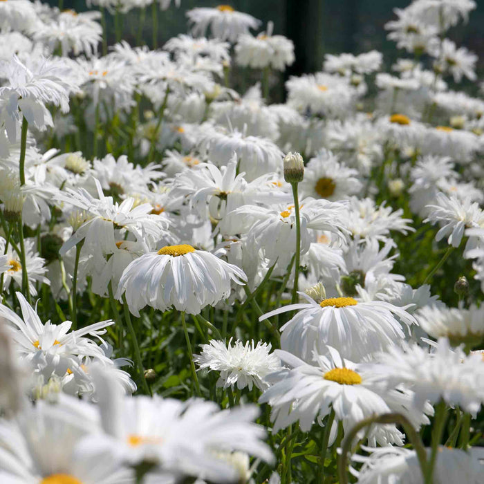 Leucanthemum 'Crazy Daisy'