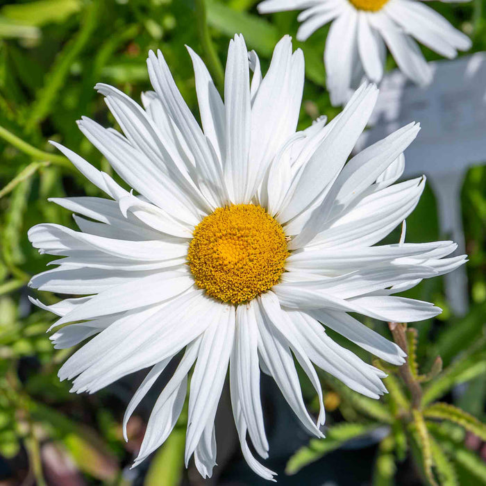 Leucanthemum 'Crazy Daisy'