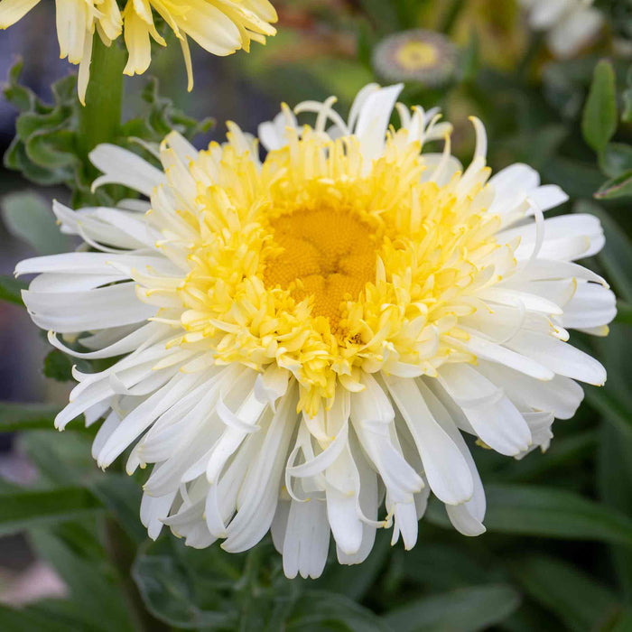 Leucanthemum 'Real Charmer'