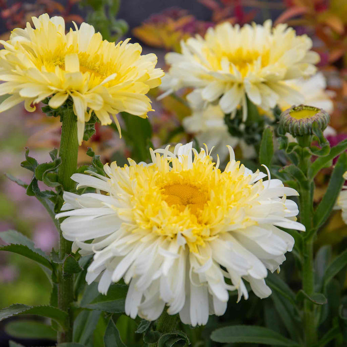 Leucanthemum 'Real Charmer'