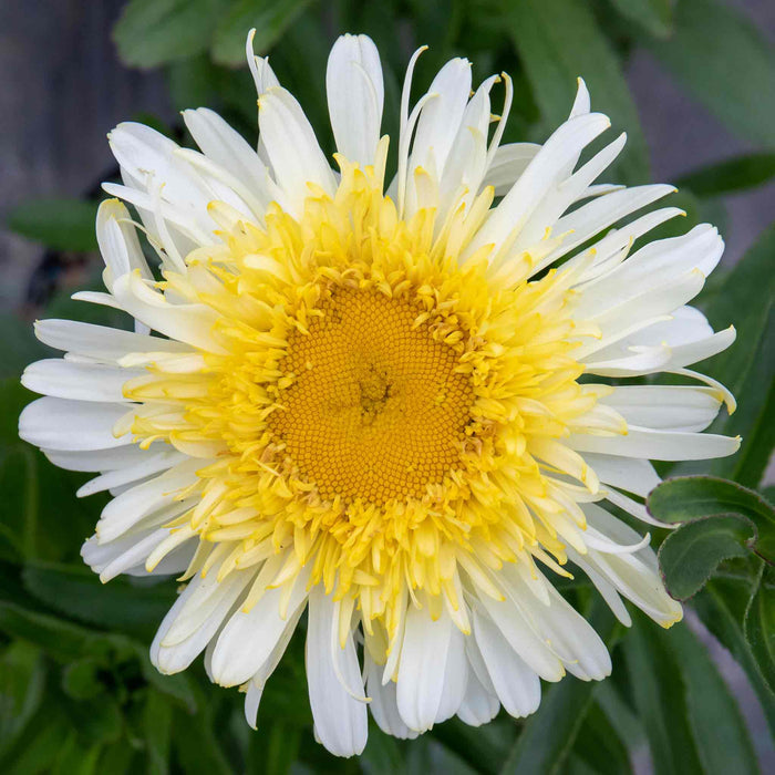 Leucanthemum 'Real Charmer'