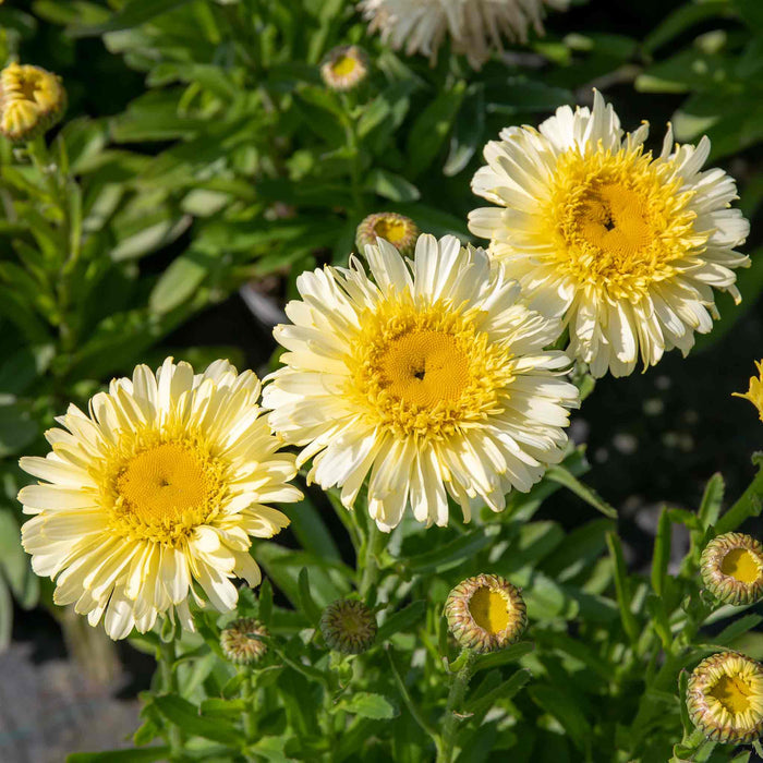 Leucanthemum 'Real Charmer'