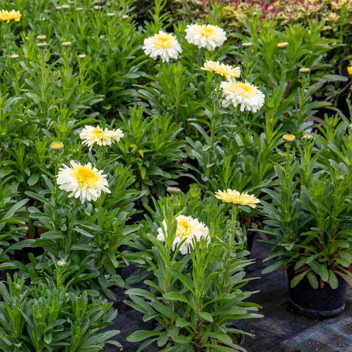Leucanthemum 'Real Charmer'