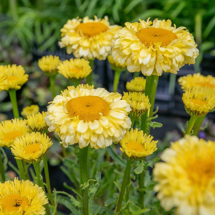 Leucanthemum 'Real Goldcup'