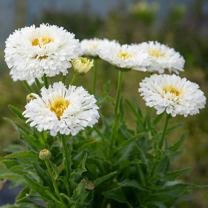 Leucanthemum 'Real Snowball'