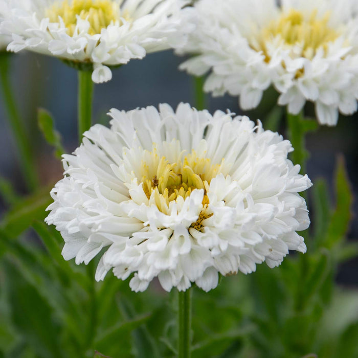 Leucanthemum 'Real Snowball'