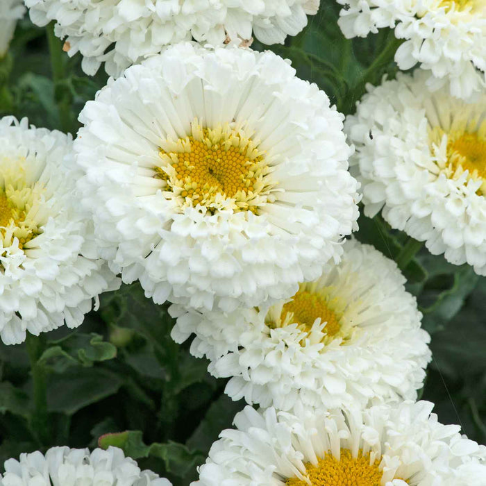 Leucanthemum 'Real Snowball'