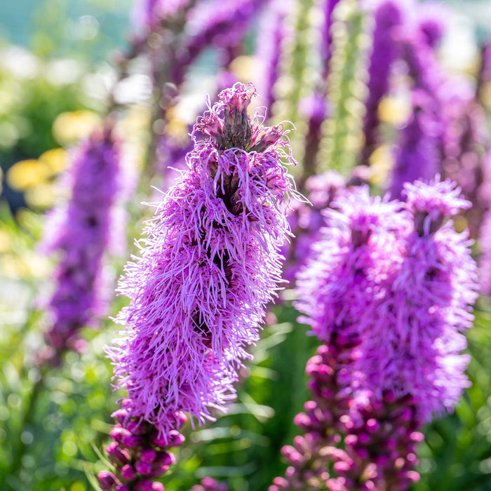 Liatris 'Spicata'