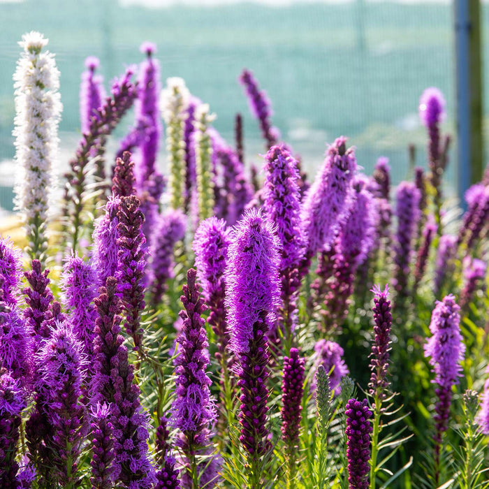 Liatris 'Spicata'