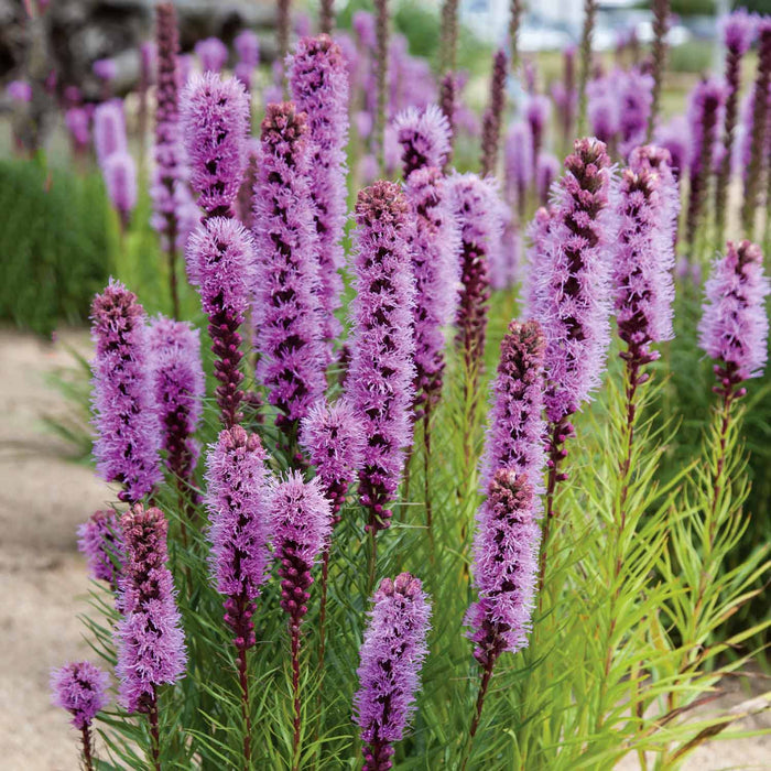 Liatris 'Spicata'