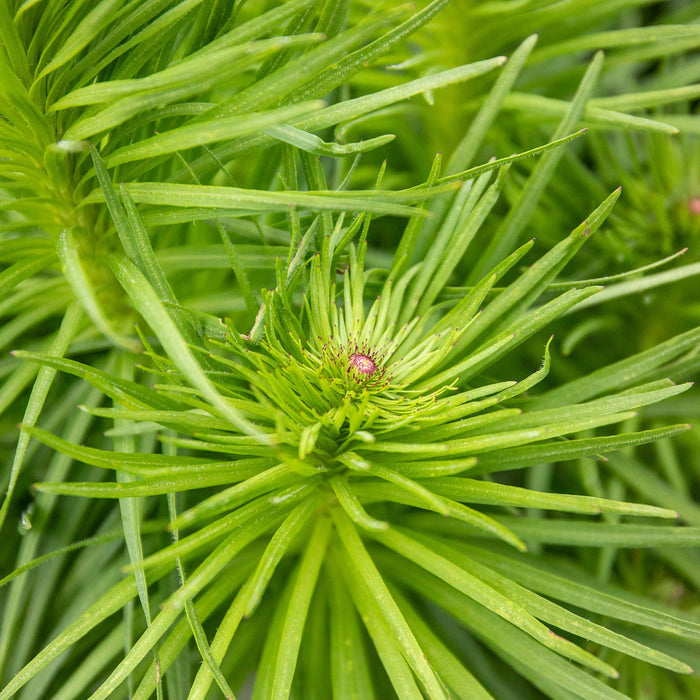 Liatris 'Spicata'