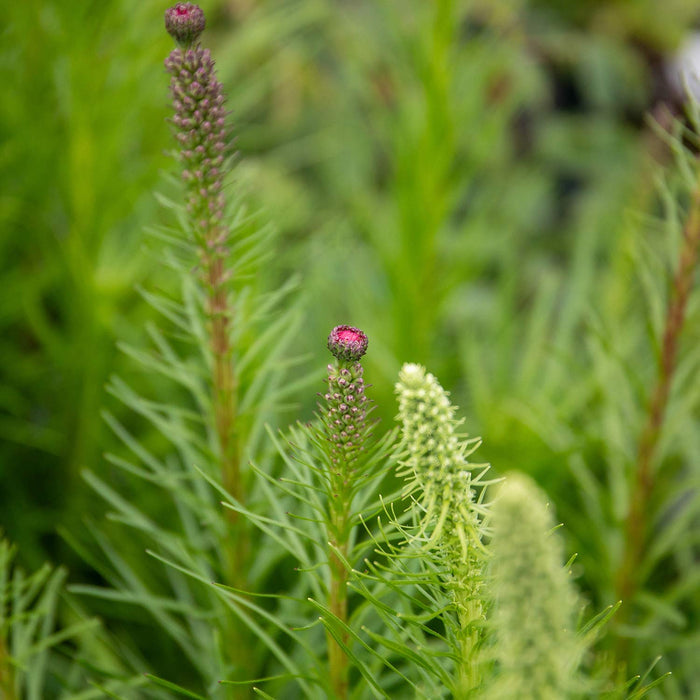 Liatris 'Spicata'