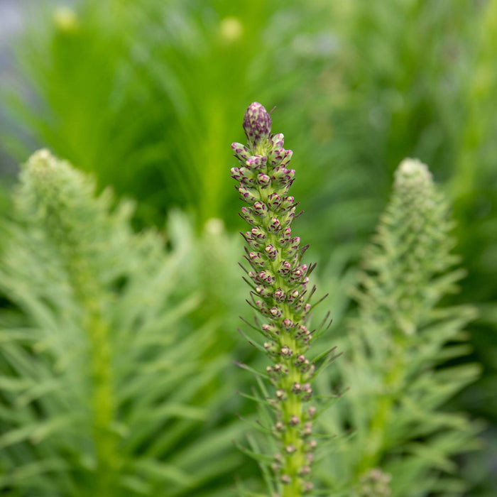 Liatris 'Spicata'