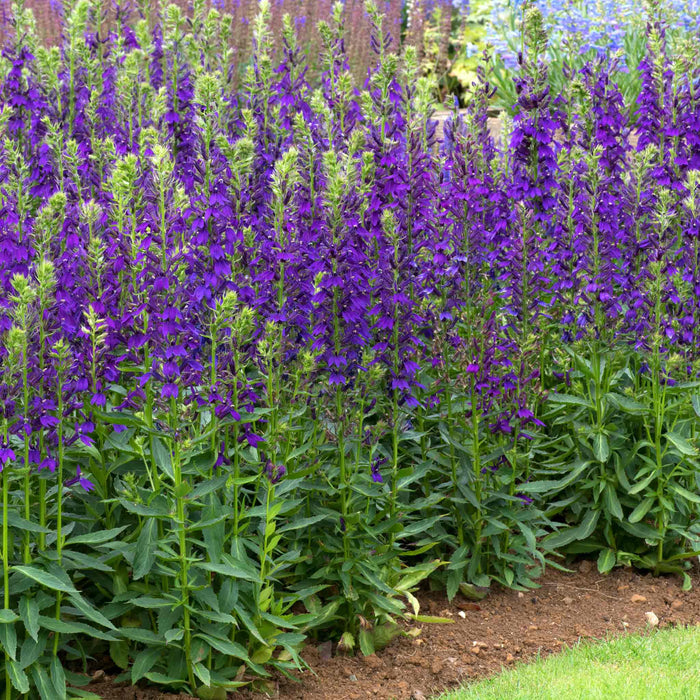A garden bed of Lobelia 'Starship Blue' plants with rich blue flowers spikes, surrounded by green leaves.