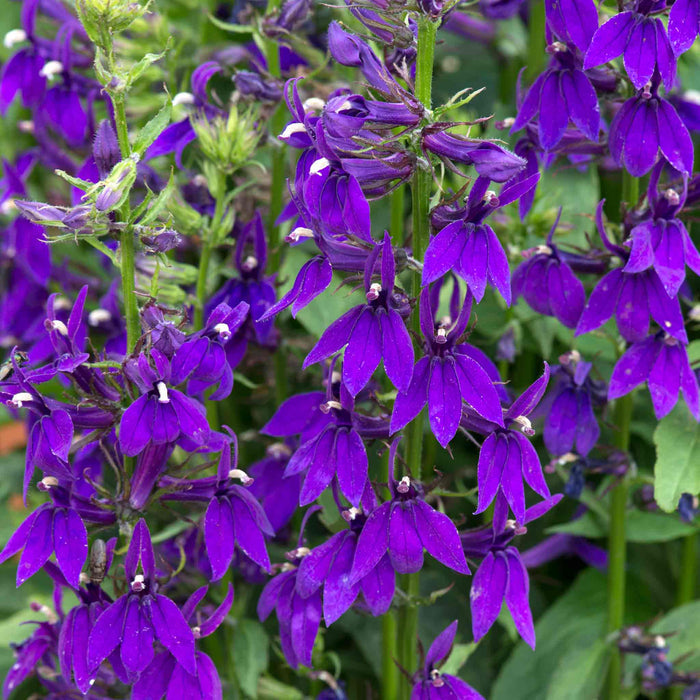 Lobelia 'Starship Blue'