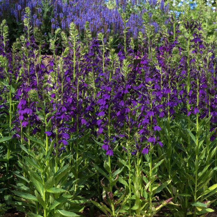 Lobelia 'Starship Blue'