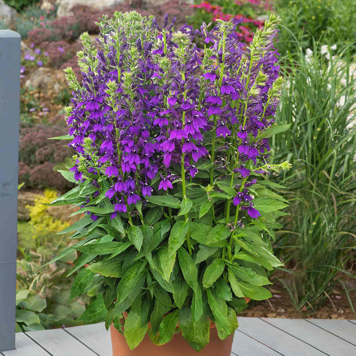 Lobelia 'Starship Blue'
