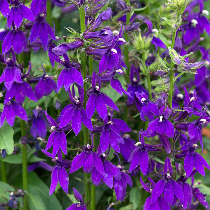 Lobelia 'Starship Blue'