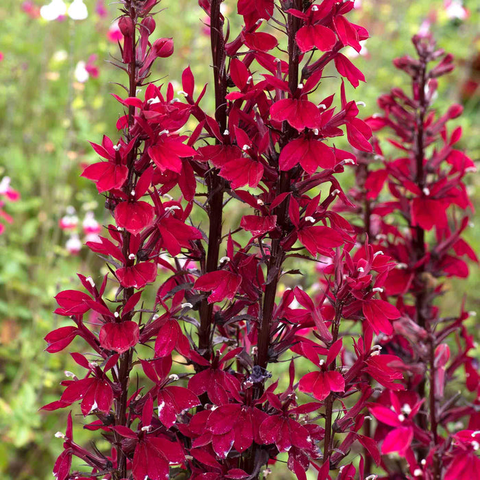 Lobelia 'Starship Burgundy'