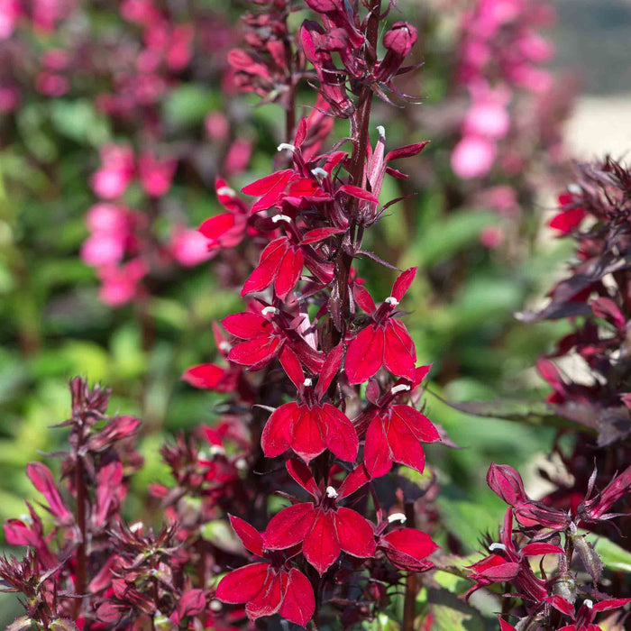 Lobelia 'Starship Burgundy'