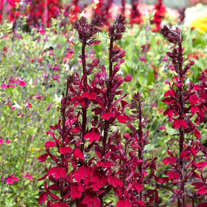 Lobelia 'Starship Burgundy'
