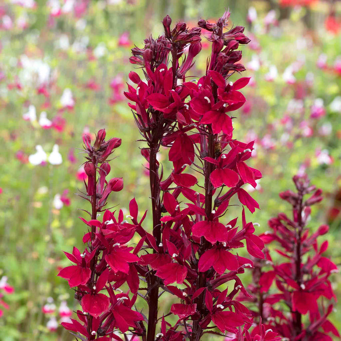 Lobelia 'Starship Burgundy'