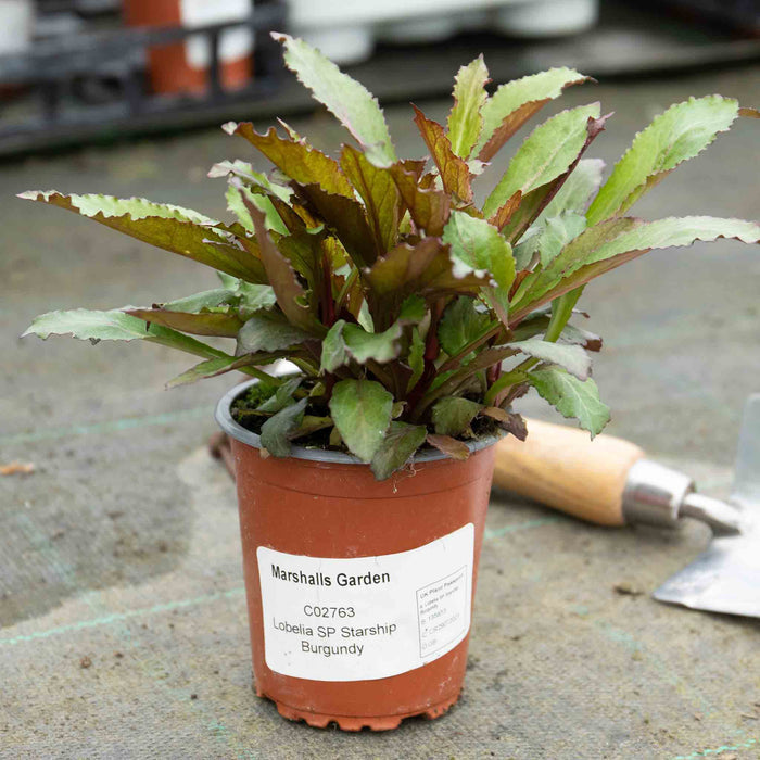 Lobelia 'Starship Burgundy'