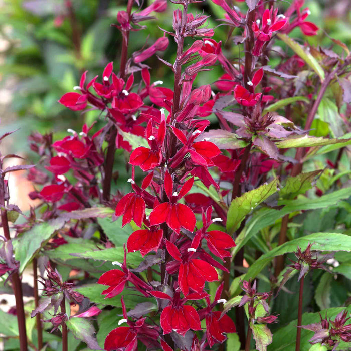 Lobelia 'Starship Burgundy'