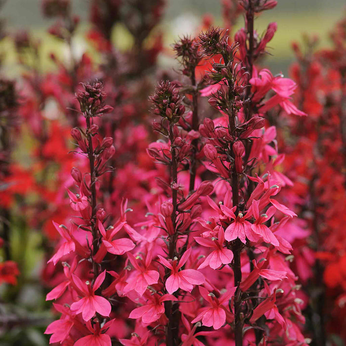 Tall flower stems of vibrant pink Lobelia 'Starship Deep Rose' in bloom, with a blurred background.