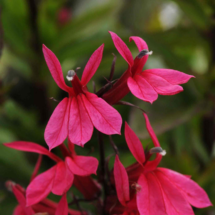 Lobelia 'Starship Deep Rose'