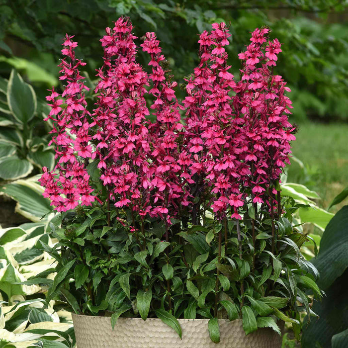 Lobelia 'Starship Deep Rose'