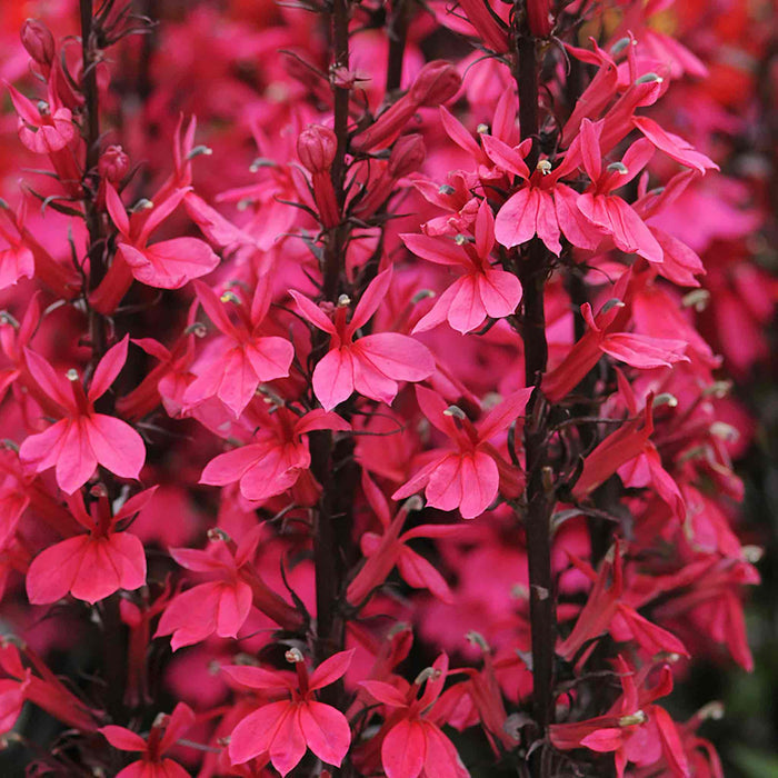 Lobelia 'Starship Deep Rose'