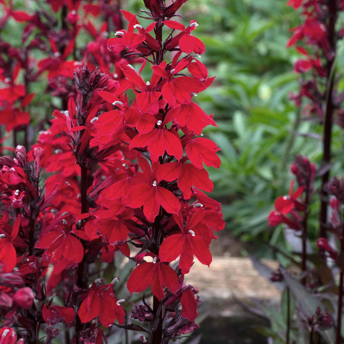 Lobelia 'Starship Scarlet Bronze Leaf'