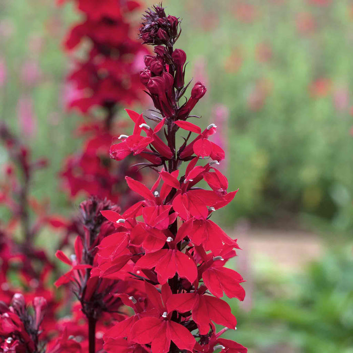 Lobelia 'Starship Scarlet Bronze Leaf'
