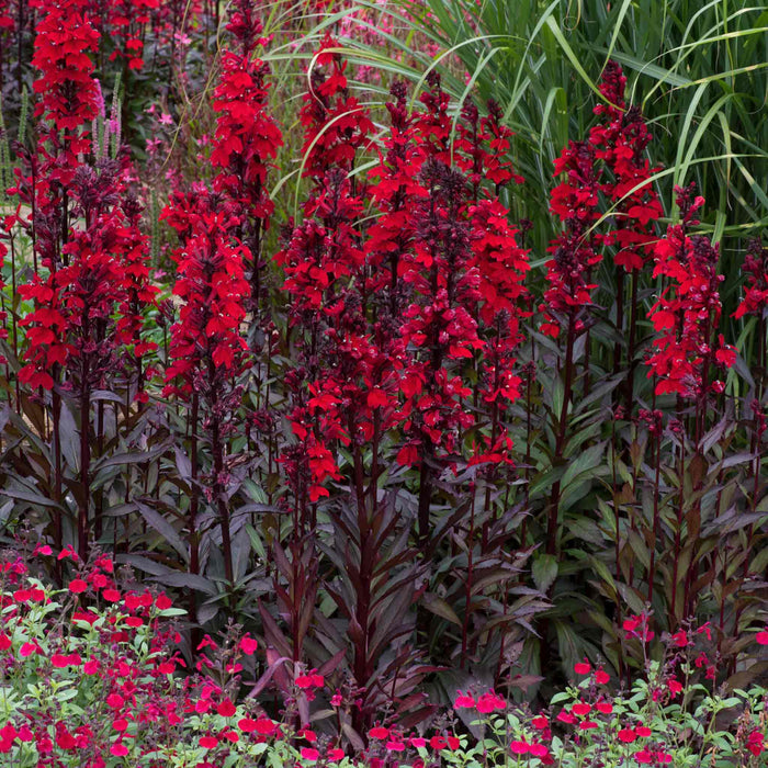 Lobelia 'Starship Scarlet Bronze Leaf'
