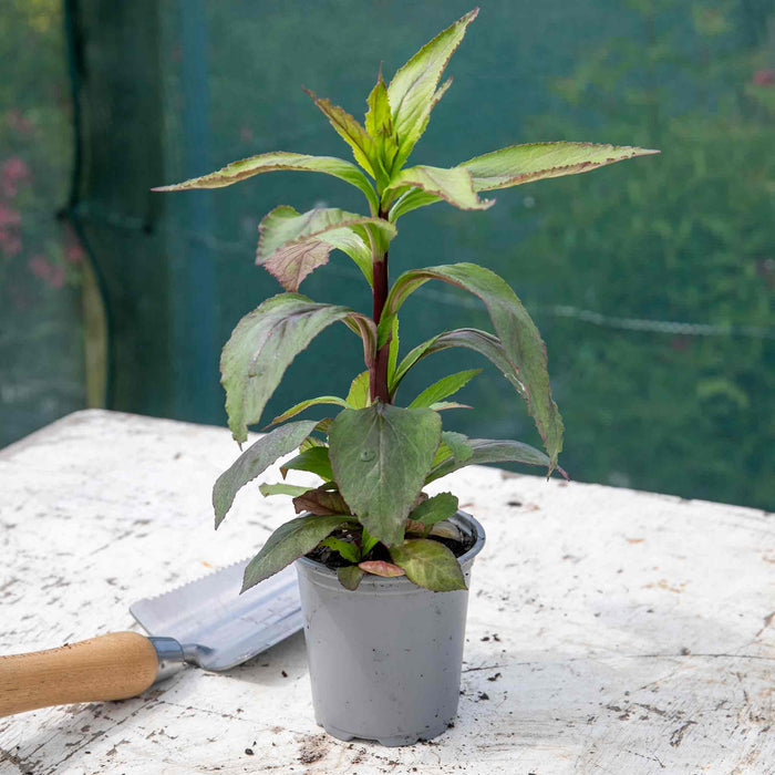 Lobelia 'Starship Scarlet Bronze Leaf'