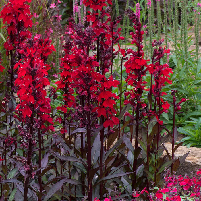 Lobelia 'Starship Scarlet Bronze Leaf'