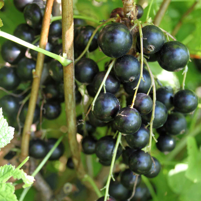 Lowberry® Blackcurrant 'Little Black Sugar'