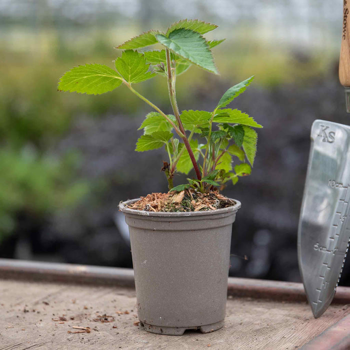 Lowberry® Blackcurrant 'Little Black Sugar'