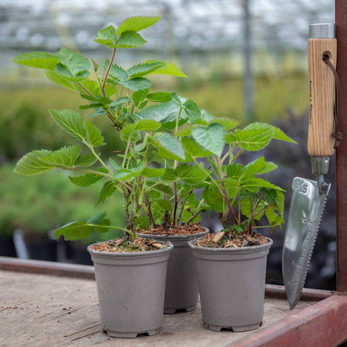 Lowberry® Blackcurrant 'Little Black Sugar'