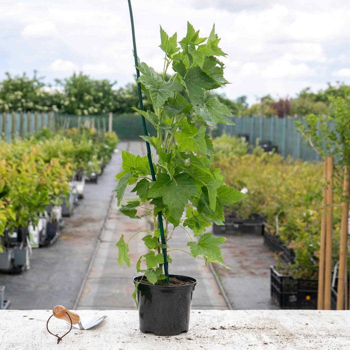 Lowberry® Blackcurrant 'Little Black Sugar'