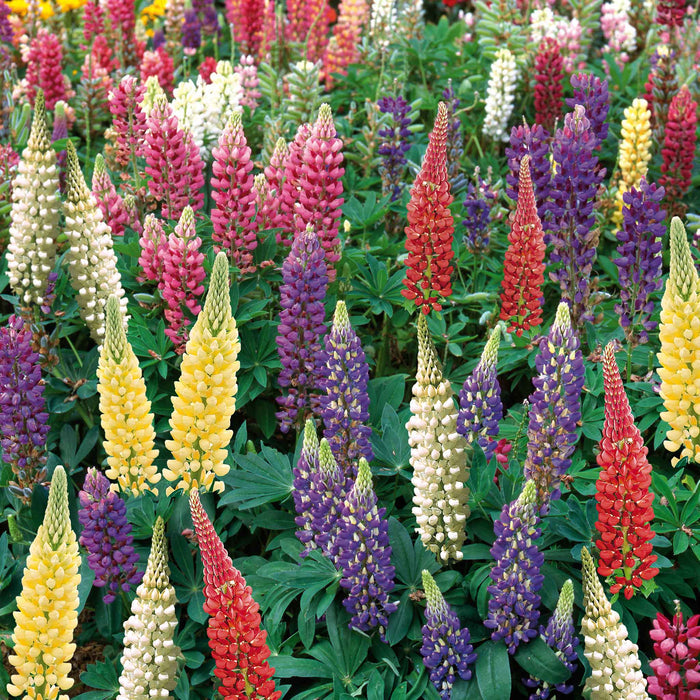 A garden bed of lupin plants with flower spikes in various colours including white, pink, purple, yellow, and red.